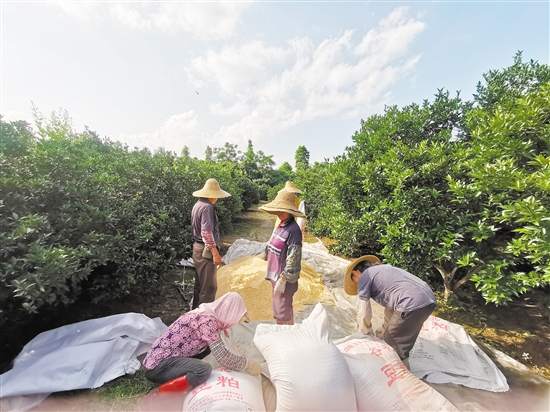綠色有機(jī)種植已經(jīng)成為會(huì)城新會(huì)柑種植行業(yè)的共識(shí)，圖為種植戶(hù)為柑田準(zhǔn)備豆粕等有機(jī)肥。