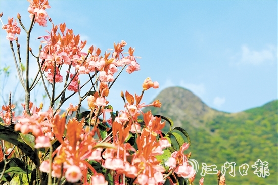不少攝影發(fā)燒友到恩平市大槐鎮(zhèn)大人山，搶抓時機拍攝吊鐘花。