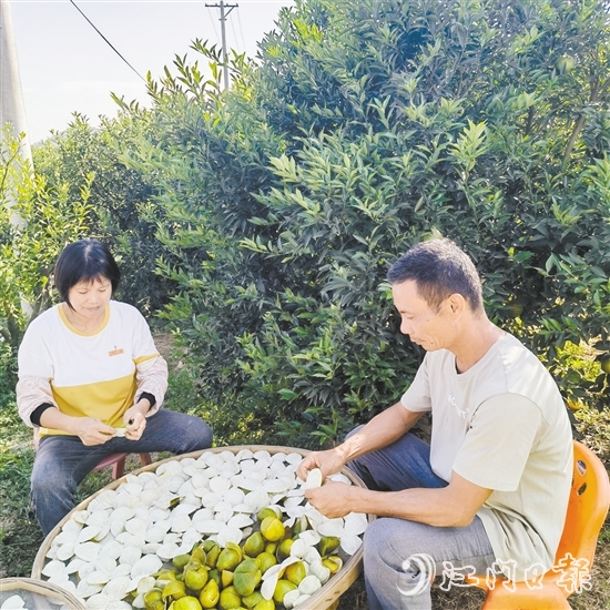 果農(nóng)正忙著剝柑皮、曬柑皮。
