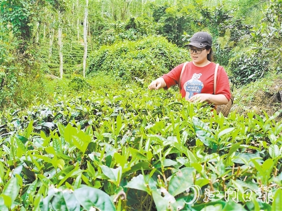 吳小敏親力親為，打理茶園。