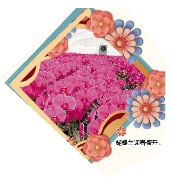 蝴蝶蘭迎春盛開。