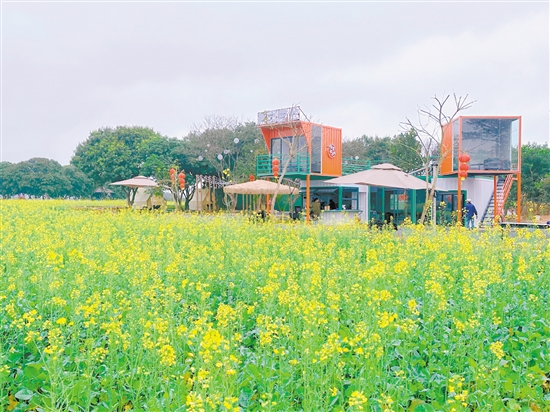 大沙鎮(zhèn)蕉園營(yíng)地。
