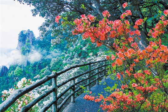 羊獅慕杜鵑花盛放。資料圖