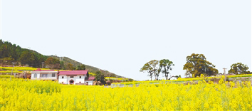 江西萬安油菜花綻放。資料圖