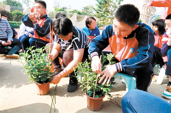 江門市特殊教育學(xué)校職高園藝班的同學(xué)們整理要義賣的盆栽。張翠玲
