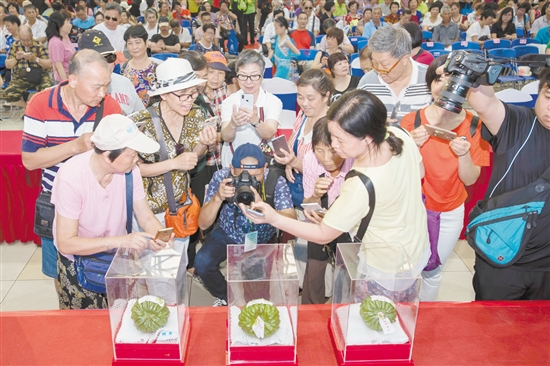 2018年6月1日，2018第五屆廣東（江門）杜阮涼瓜美食文化旅游節(jié)在五邑華僑廣場會展中心開幕。市民紛紛用鏡頭拍下“涼瓜王”。
