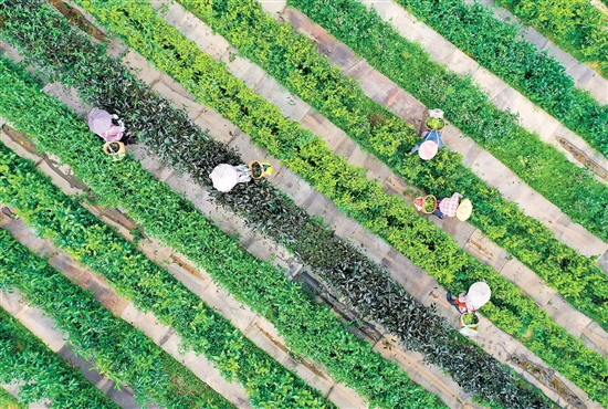 在開平市大沙里農(nóng)業(yè)科技發(fā)展有限公司的茶園里，茶壟纏繞山腰，滿山翠綠。茶農(nóng)穿梭在茶園之中，采摘第一批春茶。江門日?qǐng)?bào)記者