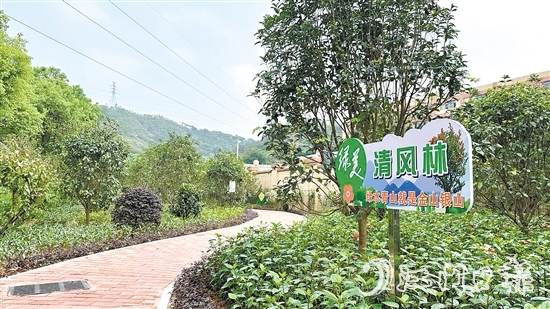 今年以來，金溪社區(qū)大力推進綠美生態(tài)建設。圖為該村的綠化景觀帶。