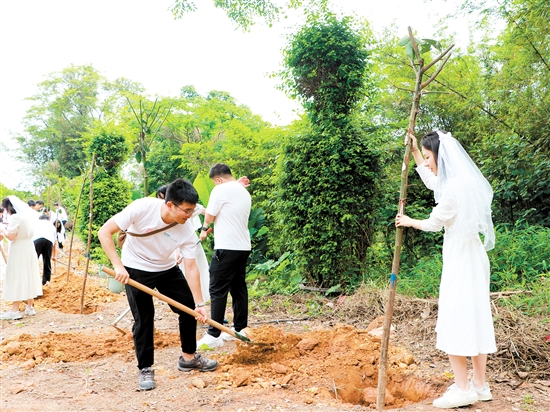 “520”來(lái)臨前，蓬江區(qū)25對(duì)新人在杜阮涼瓜田園綜合體舉行集體婚禮，并種下“愛(ài)情樹(shù)”、共植“同心林”。
