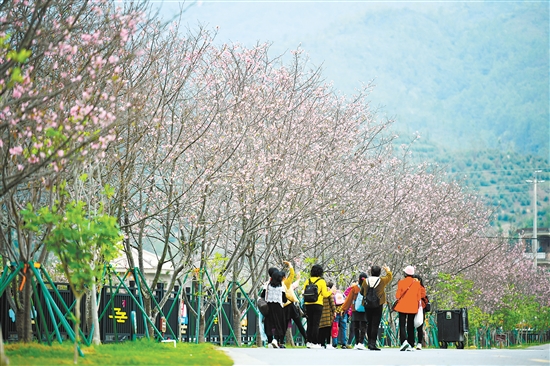 鶴城鎮(zhèn)城西村櫻花大道鋪設(shè)瀝青路近1.2公里，種植2200多棵櫻花樹，包括牡丹櫻、紅粉佳人櫻、廣州櫻等13個(gè)品種的櫻花。今年還種植了油菜花、玫瑰花等，增設(shè)了鐵軌小火車等游樂(lè)設(shè)施，迎接八方來(lái)客。