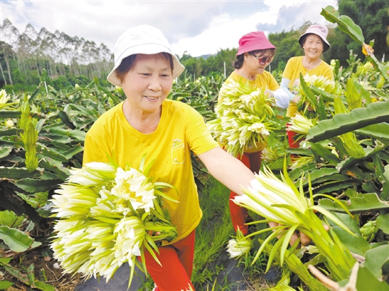 美麗的霸王花吸引游客前來拍照打卡并采摘。