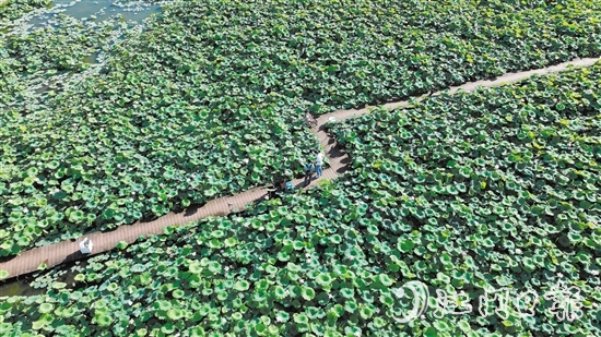 滿(mǎn)園荷花美得像幅畫(huà)。
