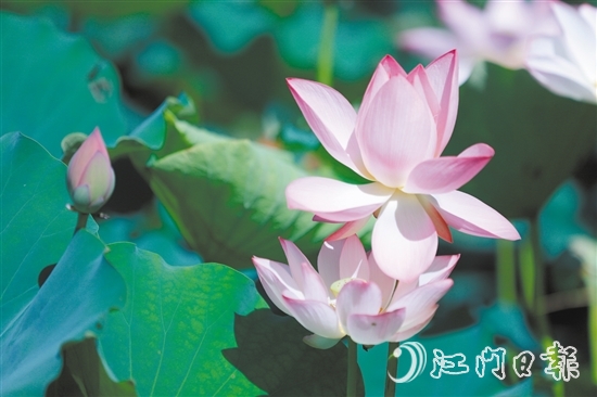 荷花亭亭玉立，惹人憐愛(ài)。