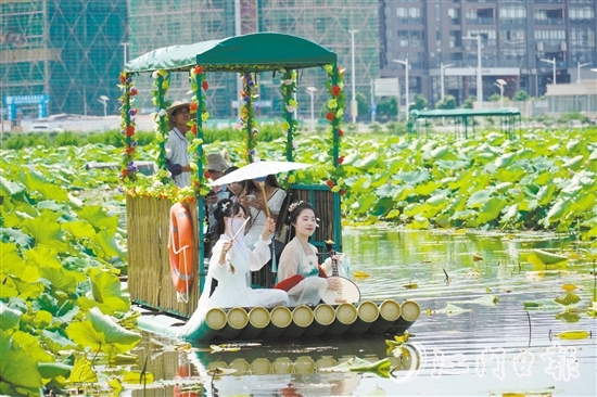 游客乘坐游船觀賞荷花。