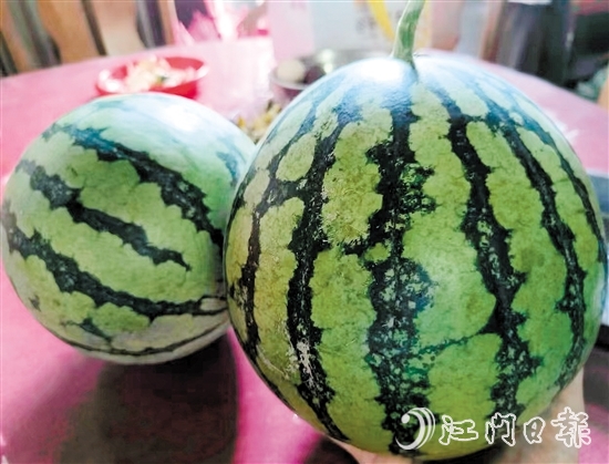 暑夏適宜吃西瓜。