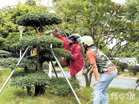 網(wǎng)格員與群眾合力，及時摘下“定居”在公園的馬蜂窩。