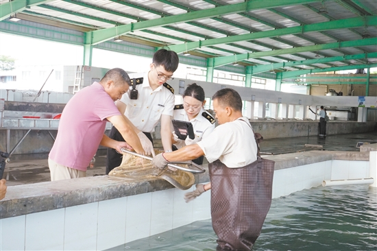 海關(guān)關(guān)員對(duì)臺(tái)山出口鰻魚進(jìn)行監(jiān)管。