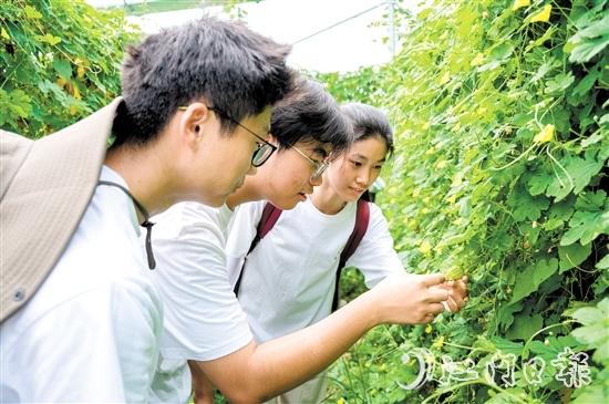 高校青年走進田間地頭了解杜阮涼瓜的生長環(huán)境和采摘技巧。