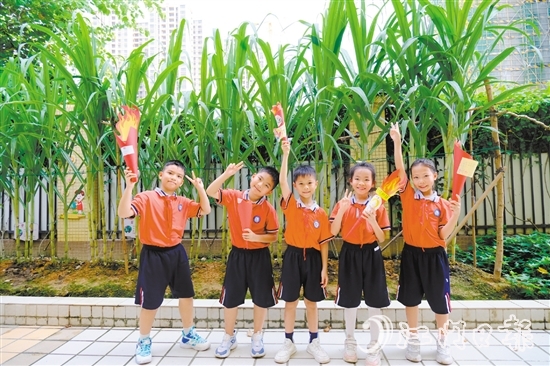 朗晴小學(xué)學(xué)生打卡校園甘蔗地。