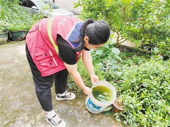 市疾控中心工作人員清理積水以預(yù)防登革熱。