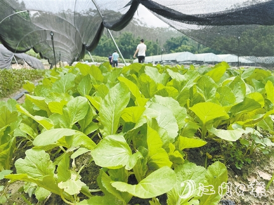 源林農(nóng)業(yè)推動撂荒地復(fù)耕復(fù)種，種植各類瓜果蔬菜約52公頃（780畝）。