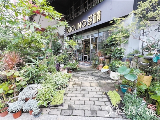 “多精植物”的門口錯(cuò)落有致地?cái)[放著形態(tài)各異的植物。