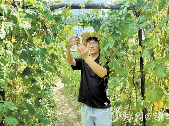 上巷村選調(diào)生魯森走進(jìn)田地觀察涼瓜生長(zhǎng)情況。