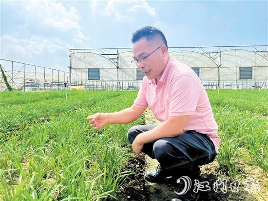 麥健輝蹲在韭菜田中，認(rèn)真觀察韭菜長勢。