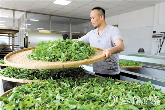 吳藝華堅(jiān)持用傳統(tǒng)方法制茶。