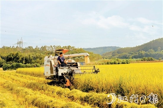 收割機(jī)在稻田里來回穿梭，田野上處處一片繁忙的景象。