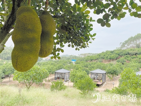 雁鋒家庭農(nóng)場種植了8000棵菠蘿蜜樹，年產(chǎn)量達(dá)50萬斤，年產(chǎn)值240萬元。