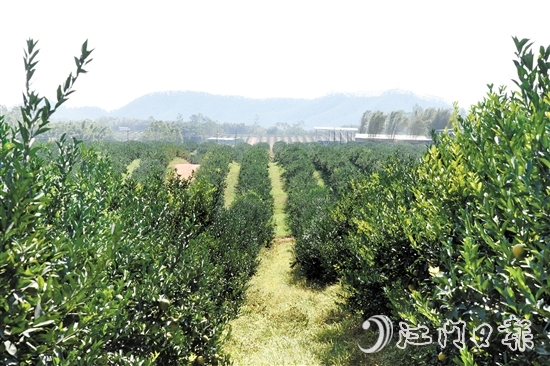 時下正值茶枝柑采摘旺季，在沙湖鎮(zhèn)和平村，漫山遍野的茶枝柑樹郁郁蔥蔥，枝頭掛滿圓潤飽滿的果實。