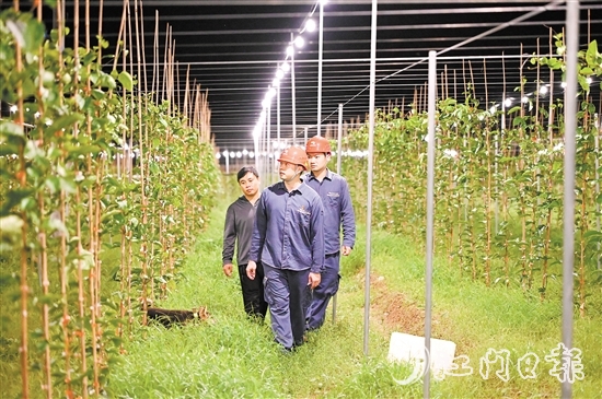 恩平供電局到農(nóng)戶的百香果園開展安全隱患排查。