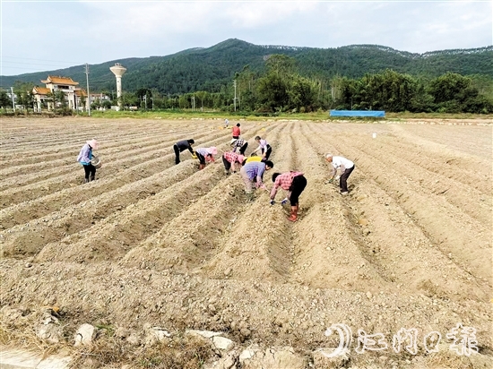今年3月，恩平市供銷社打通馬鈴薯采購、采收、儲藏、運輸、銷售全流程，打造“訂單收購+冷鏈服務(wù)+錯峰銷售”農(nóng)產(chǎn)品全程冷鏈服務(wù)模式。