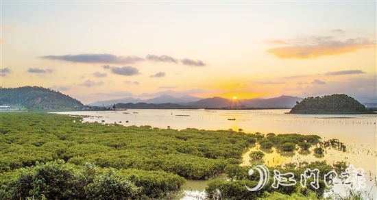 珠三角連片面積最大的紅樹林——恩平市鎮(zhèn)海灣紅樹林，面積約373.33公頃（5600畝）。