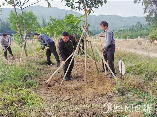 志愿者手持鋤頭，對每一棵樹木周圍的雜草進行清除，并對土壤進行松土處理，確保每一棵樹木都能在良好的土壤環(huán)境中生長。