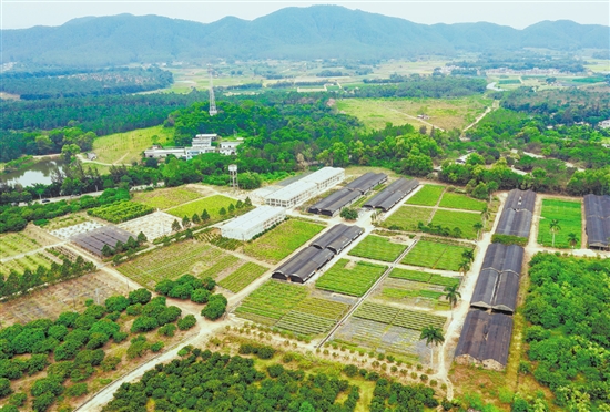 臺(tái)山市紅嶺種子園作為國(guó)家重點(diǎn)林木良種基地，落實(shí)高世代和智能育種區(qū)建設(shè)，帶動(dòng)多家企業(yè)和育苗個(gè)體戶營(yíng)建濕加松松樹(shù)良種繁育圃120公頃，累計(jì)生產(chǎn)苗木超3.7億株，良種良法廣泛推廣至南方11個(gè)省區(qū)。