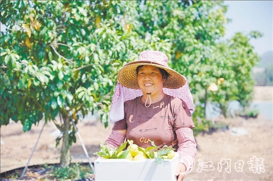 宅梧鎮(zhèn)鳳鳴谷果園的黃晶果迎來第二輪豐收。