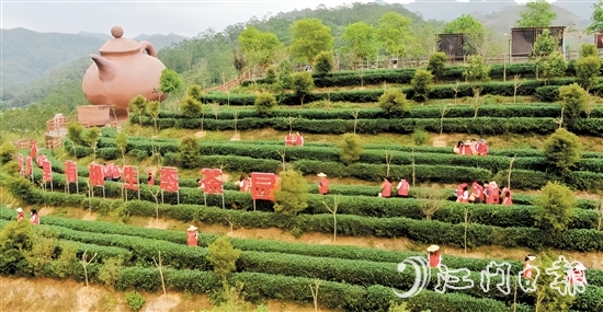 開(kāi)平市打造“雙培雙帶，茶鄉(xiāng)先鋒”等黨建品牌，以黨建引領(lǐng)做好“土特產(chǎn)”文章。