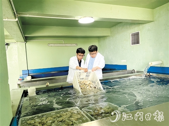阮奇珺團隊深入海上蠔排、生蠔凈化工廠，實地考察生蠔養(yǎng)殖環(huán)境。