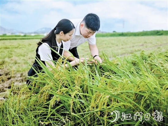 農(nóng)發(fā)行臺山市支行客戶經(jīng)理深入田間，調(diào)研當?shù)厍锛Z收成情況。