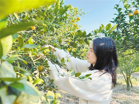 游客正在采摘皇帝柑。