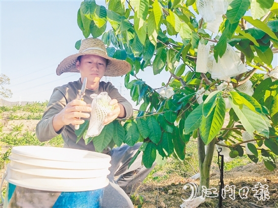 釋迦果采摘季將持續(xù)到明年3月中旬。