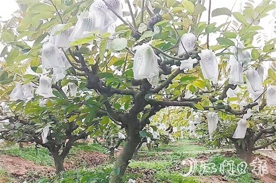 在址山鎮(zhèn)昆中村的釋迦果種植基地，碩大的釋迦果掛滿枝頭。