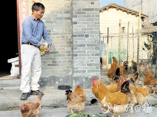 梁叔說，養(yǎng)雞其實并不繁瑣，一天只需喂食兩餐，三四天清理一次糞便，十分省心。