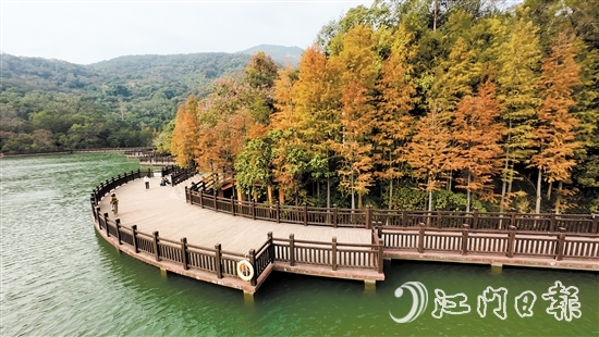 新會石澗公園大石頭風景區(qū)的紅羽杉已陸續(xù)變紅。