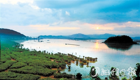 恩平市鎮(zhèn)海灣紅樹林生態(tài)資源豐富。
