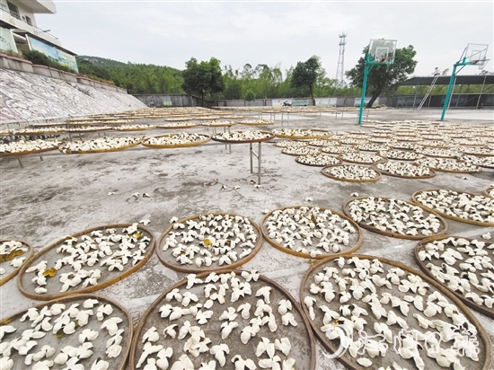 上凱村積極發(fā)展茶枝柑產(chǎn)業(yè)。