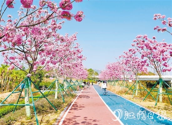 英洲海碧道的紫花風(fēng)鈴迎風(fēng)盛開，冬日暖陽下彌漫浪漫氣氛。
