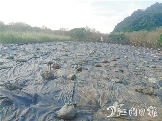 在治理現(xiàn)場，已清除互花米草的區(qū)域用遮陽網進行遮蓋。